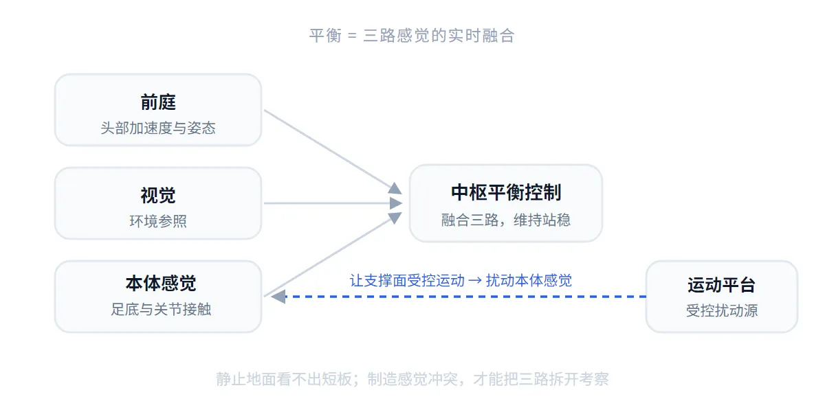 平衡是前庭、视觉、本体感觉三路信息汇入中枢的实时融合,运动平台通过让支撑面受控运动扰动本体感觉一路